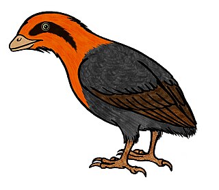 <i>Liaoningornis</i> Extinct genus of birds