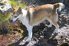 Norwegian Lundehund Lundehund 2008.jpg