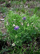 Vicia multicaulis