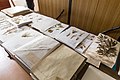 Impression from the Herbarium