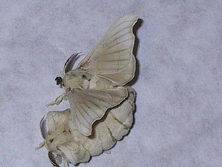 <i>Bombyx mori</i> Moth mainly used in the production of silk