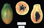 Carica papaya