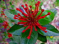 Fleur d'un notro (Embothrium coccineum)