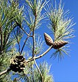 Foliage and cones, Syria