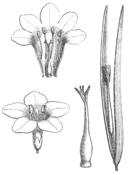 Plocosperma buxifolium: kukka, kukan poikkileikkaus, sikiäin ja hedelmä.