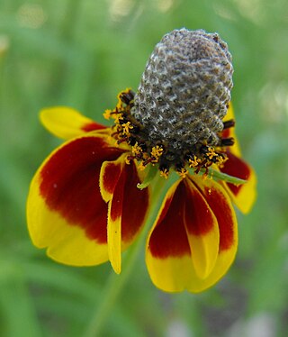 <i>Ratibida columnifera</i> Species of flowering plant