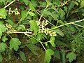 Ribes alpinum