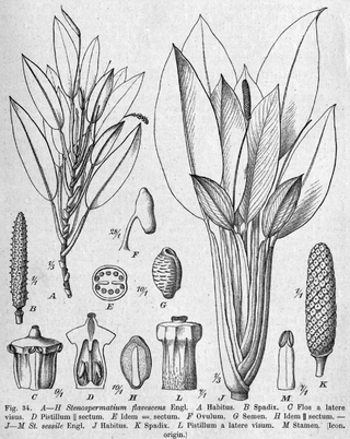 <i>Stenospermation</i> Genus of plants