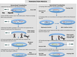 <span class="mw-page-title-main">Transduction (genetics)</span> Transfer process in genetics