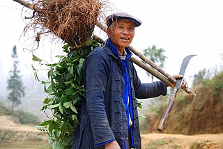 <span class="mw-page-title-main">Agriculture in China</span>