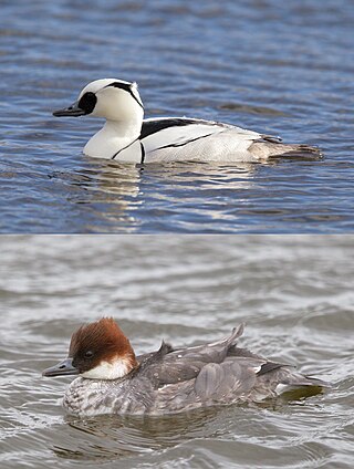 <span class="mw-page-title-main">Smew</span> Species of bird