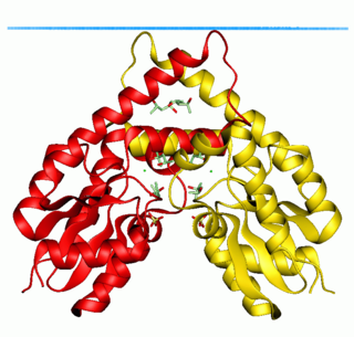 <span class="mw-page-title-main">Shikimate kinase</span> Class of enzymes