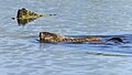 * Kandidimi Groundhog, swimming. Keeney Cove. Glastonbury, CT USA --Pdanese 17:46, 15 September 2024 (UTC) * E miratuar  Support Good quality. --Georgfotoart 09:26, 18 September 2024 (UTC)