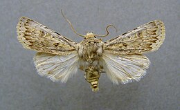 Pajūrinis dirvinukas (Agrotis ripae)