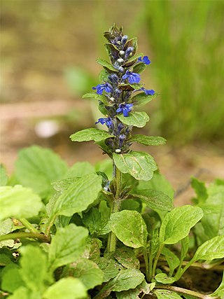 <i>Ajuga</i> Genus of flowering plants