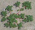 Seabeach amaranth (A. pumilus), an amaranth on the Federal Threatened species List