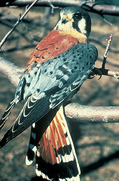 American kestrel Americankestrel65.jpg