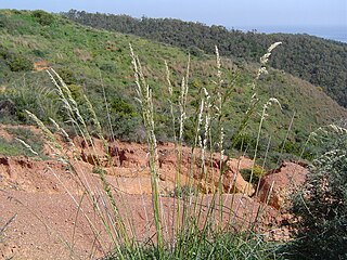 <i>Ampelodesmos</i> Genus of grasses