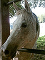 English: Another fleabitten gray. All grays retain black skin under their white hair coat. It is not possible to tell the original foal color of a gray horse once is it completely white or fleabitten gray Deutsch: die braune Farbe der Punkte zeigt, daß das Pferd genetisch ein Brauner oder Fuchs mit Schimmelgen ist.