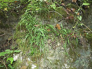 <i>Asplenium rhizophyllum</i> Species of fern in the family Aspleniaceae