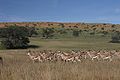 Auob course, Kgalagadi Transfrontier Park