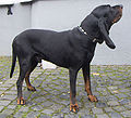 Coonhound negre i bronze