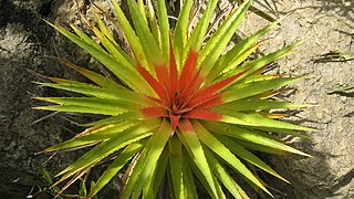 Bromeliales Order of flowering plants