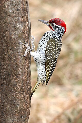 <span class="mw-page-title-main">Nubian woodpecker</span> Species of bird