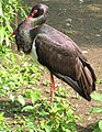 Fekete gólya (Ciconia nigra)