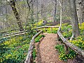 119 Celandine and white squirrel in Prospect Park (01490) uploaded by Rhododendrites, nominated by Rhododendrites,  10,  0,  0