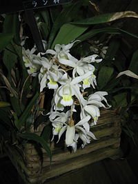 Coelogyne