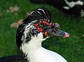 * Nomination Portrait of a Muscovy Duck (Cairina moschata). Taken in Estrela Garden, Lisboa, Portugal. - Alvesgaspar 11:55, 6 November 2007 (UTC) * Promotion Lower part is very bright, but in general: excellent quality and amazing detail & sharpness. -- MJJR 22:09, 6 November 2007 (UTC)