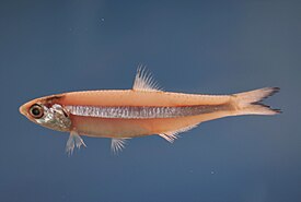 Anchoa lyolepis