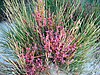 Ephedra fragilis 3.JPG