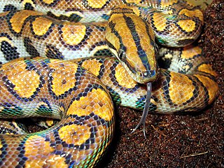 <i>Epicrates</i> (snake) Genus of snakes