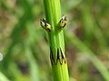 Gullbeitarbjølluvísa (Equisetum palustre)