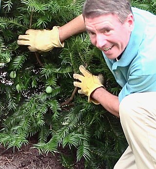 <span class="mw-page-title-main">Torreya Guardians</span> Conservation of American forests group