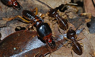 <i>Macrotermes carbonarius</i> Species of termite