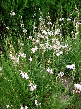 <i>Gaura</i> Genus of flowering plants