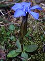 Gentiana verna