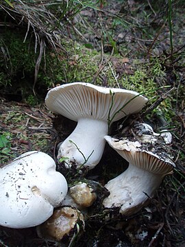 Hygrophorus subalpinus