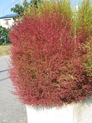 <i>Kochia</i> Genus of plants