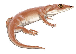 Lapillopsidae Extinct family of amphibians