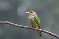 113 Lineated-Barbet uploaded by Mildeep, nominated by Cmao20,  24,  0,  0