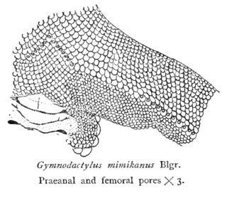 <span class="mw-page-title-main">Femoral pore</span> Gland found in certain reptiles