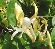 Lonicera japonicum2.jpg