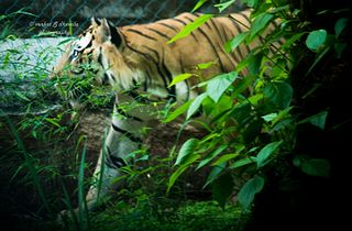 <span class="mw-page-title-main">Bannerghatta National Park</span> National park in Karnataka, India