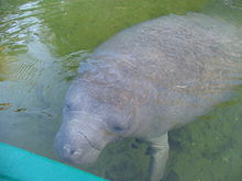 Photo of manatee next to kayak