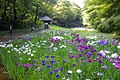 明治神宮御苑 Meiji Shrine Inner Garden