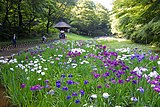 明治神宮御苑の花菖蒲